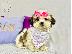 PoulaTo: Shih Tzu κουτάβια